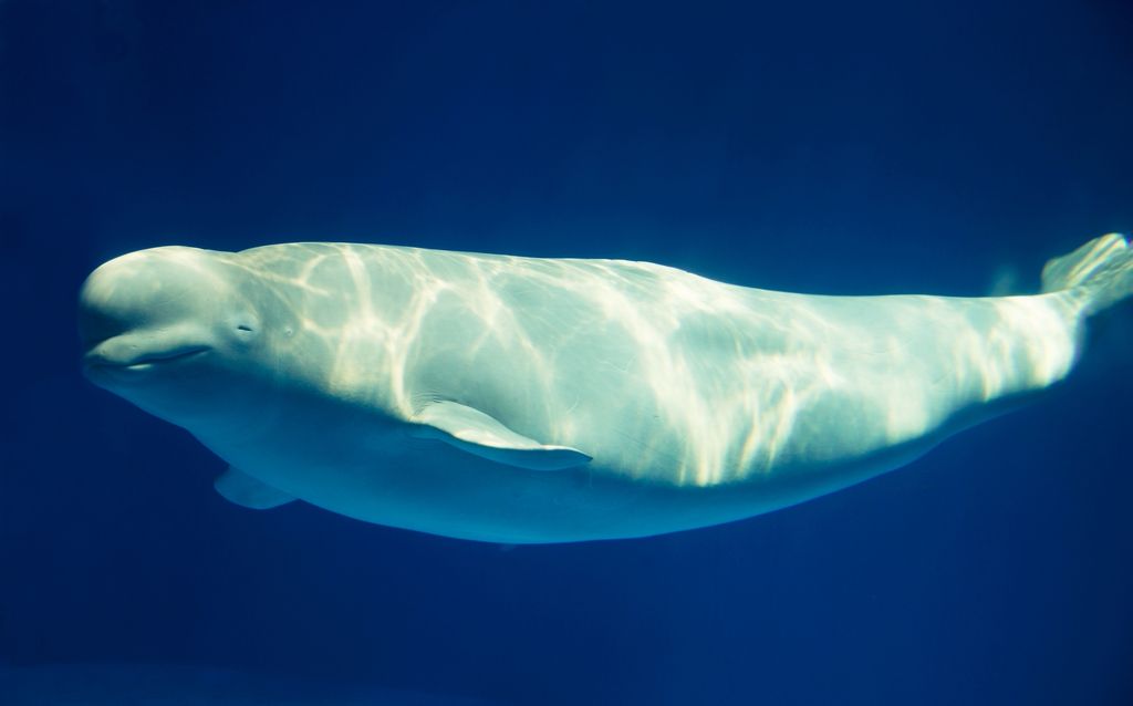 Beluga kitove životinje koje su stvarni heroji