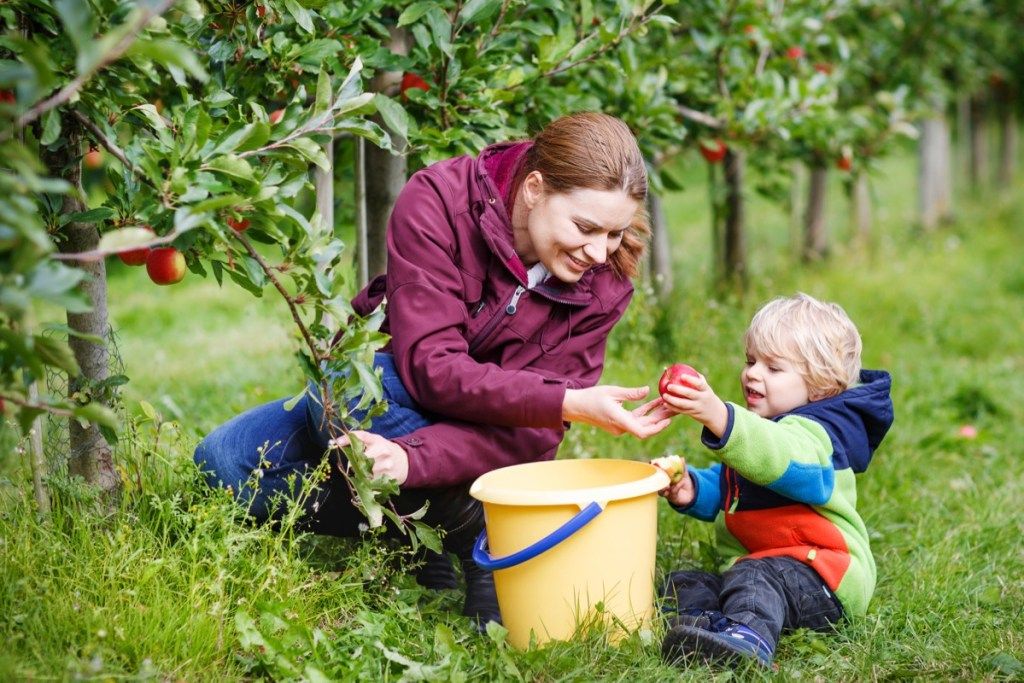 30 citas festivas de recolección de manzanas para celebrar el otoño