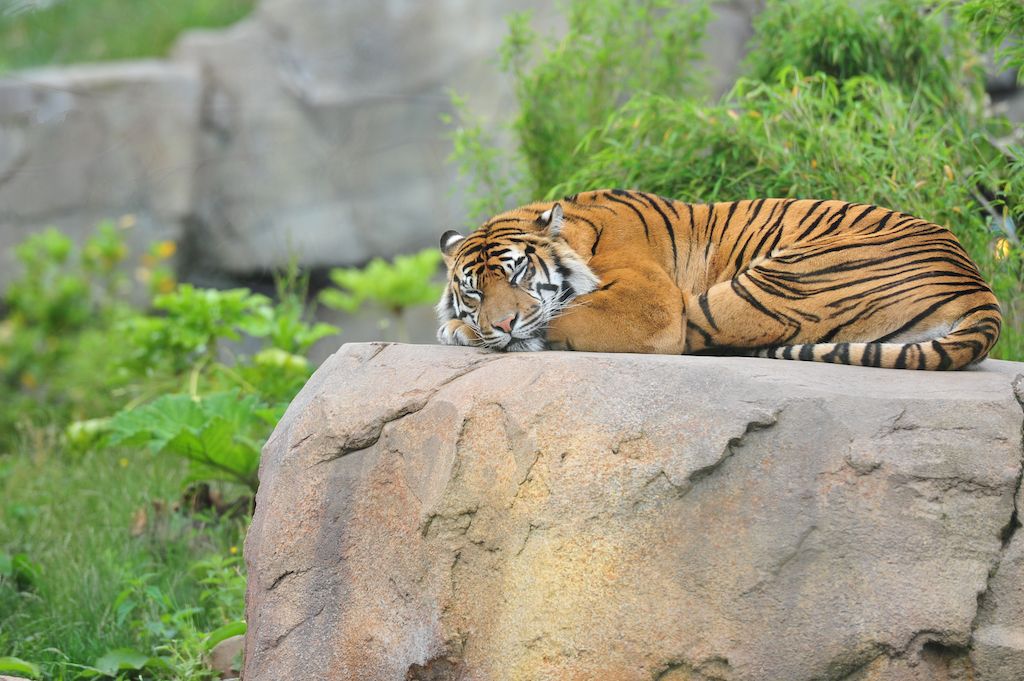 tigre durmiendo