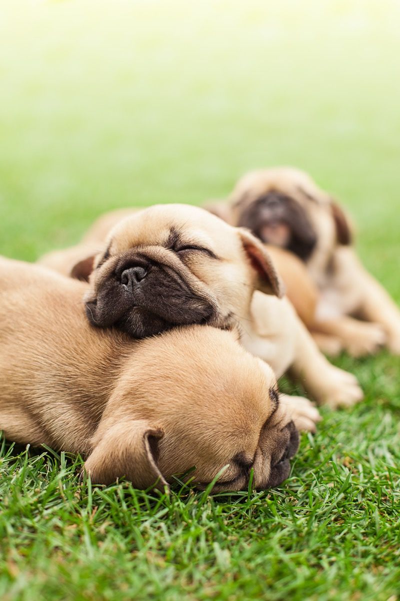 franse buldogpuppies die op gras slapen foto