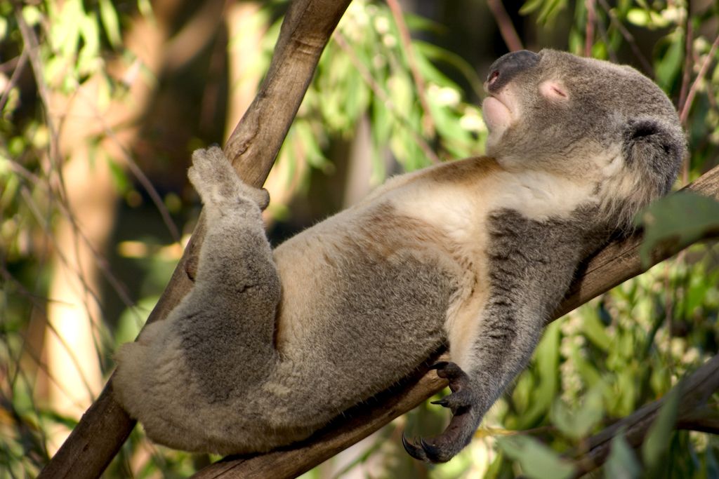 सोने का कोआला