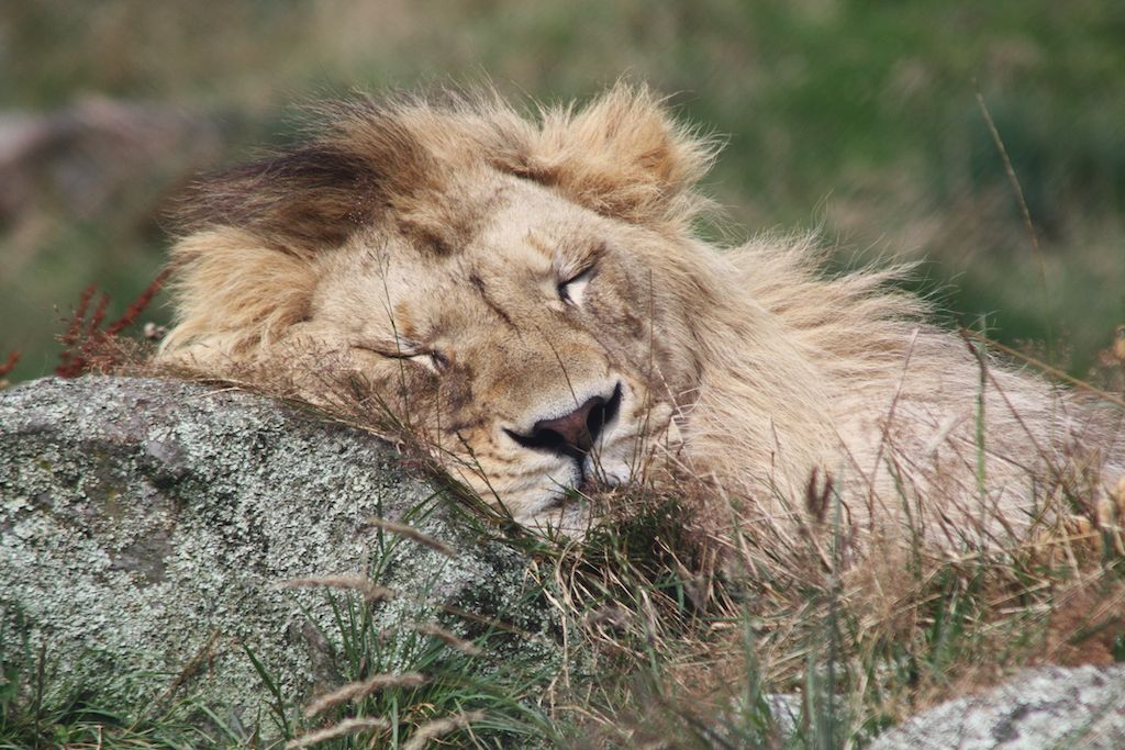 miegantis liūtas