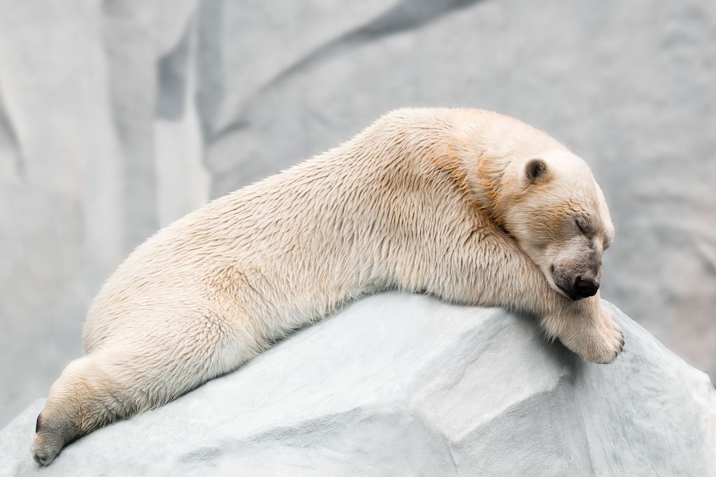 ध्रुवीय भालू सो रहा है