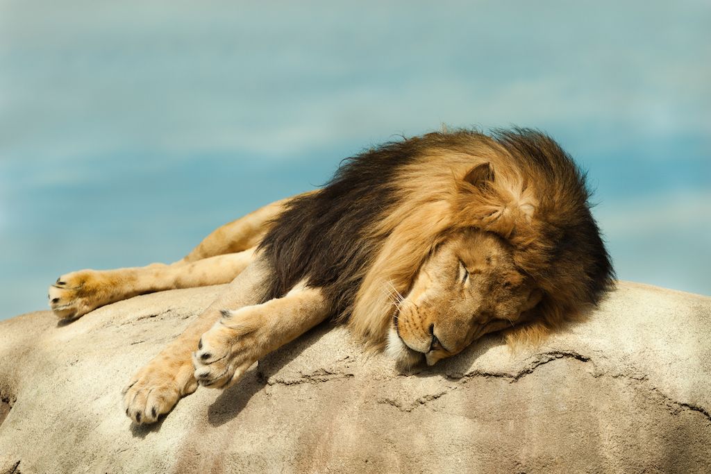 sovande lejon