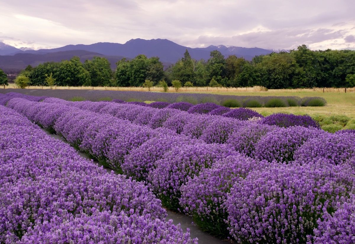 bidang lavender secara berurutan, washington