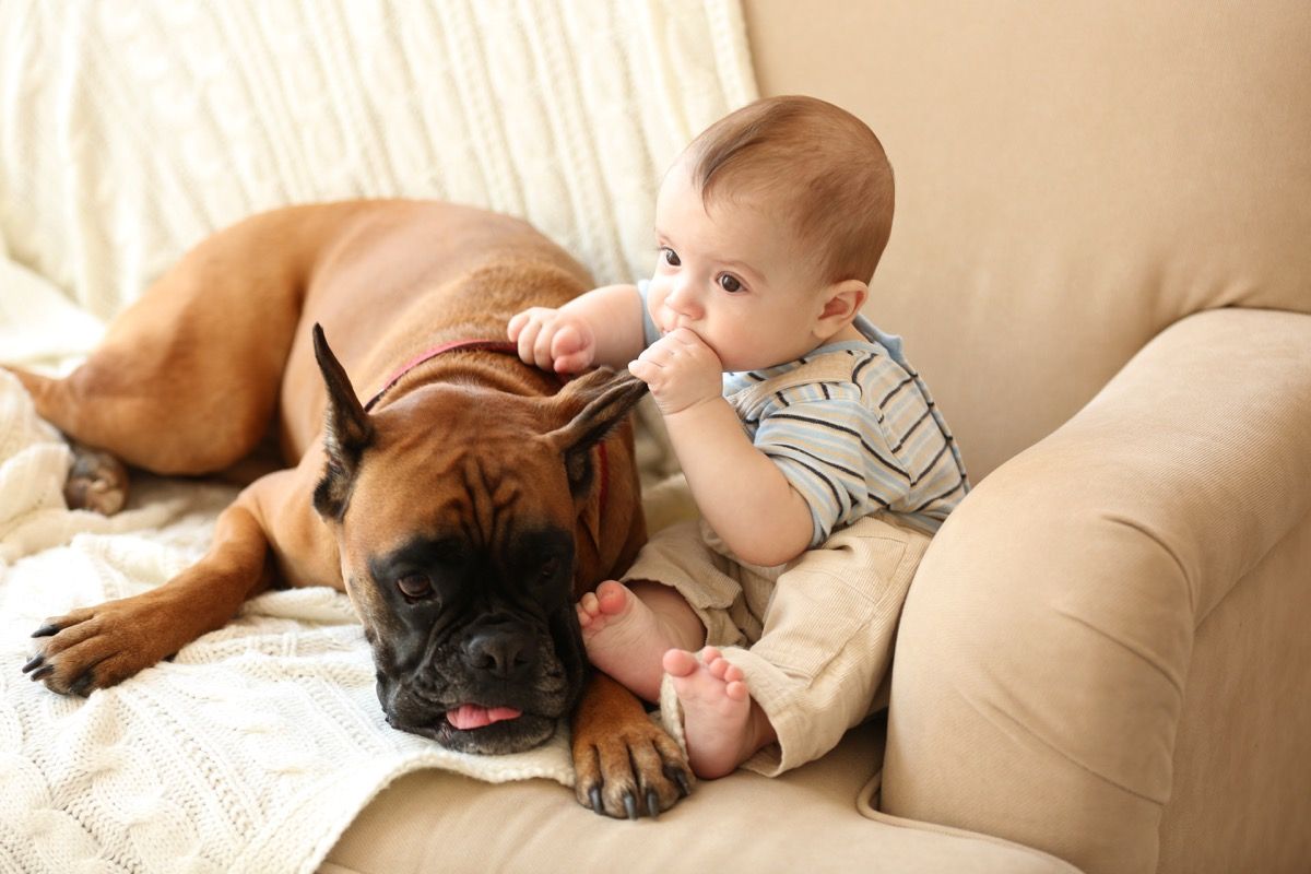 Hammastav laps ja koer
