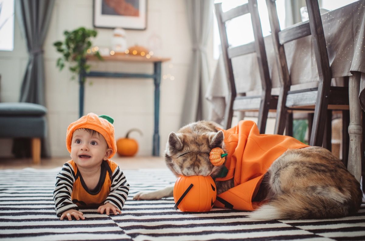 Halloweeni jaoks kõrvitsateks riietatud beebi ja koer