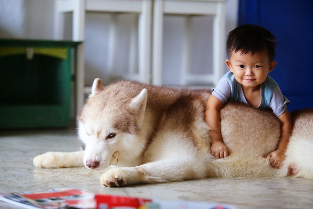 Husky ja väike poiss