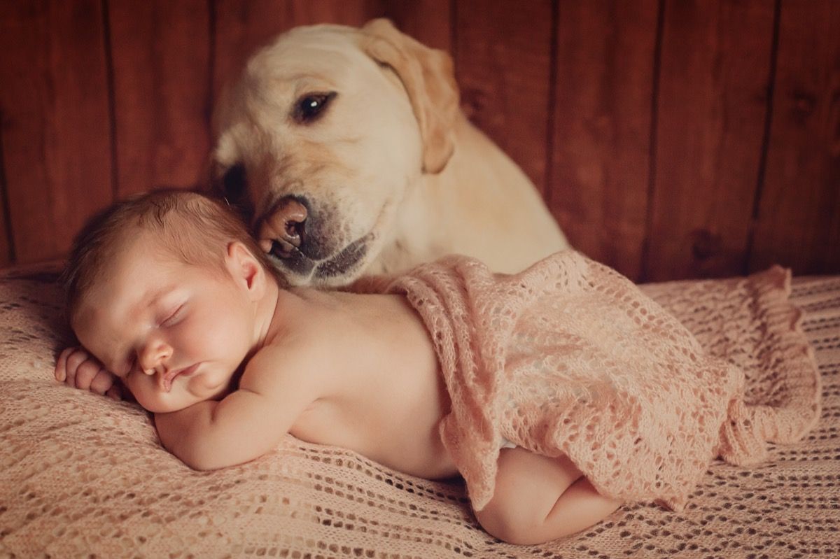 Koer lohutab magavat last