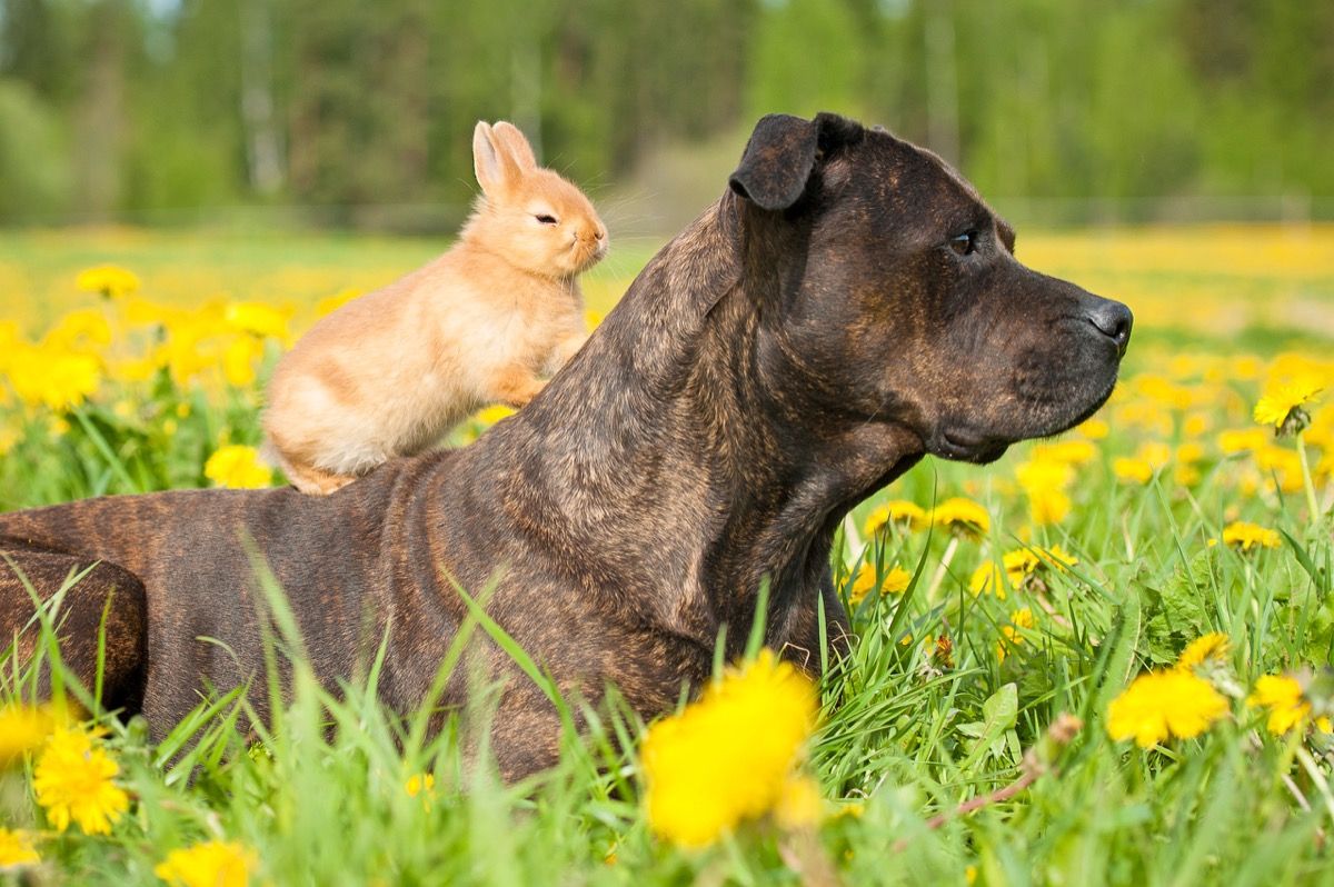 กระต่ายกับสุนัข