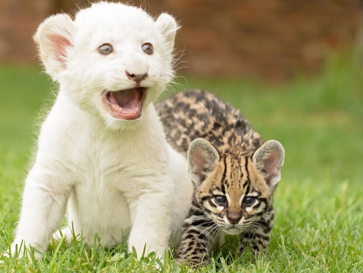 ลูกสิงโตขาวและลูกแมว