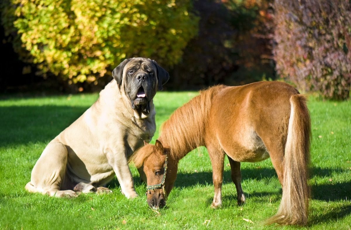 สุนัขตัวใหญ่และม้าตัวเล็กน่าจะเป็นเซบาสเตียนตัวน้อย