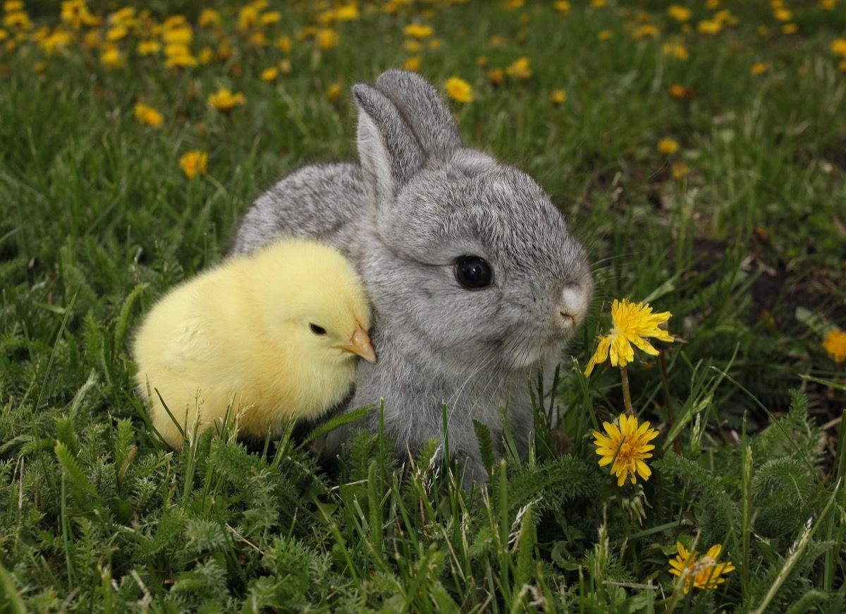 กระต่ายและลูกเจี๊ยบกอดกัน