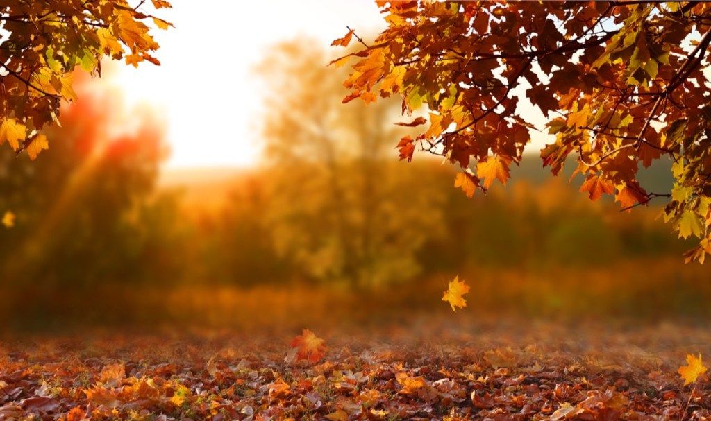 Pemandangan musim gugur yang indah dengan pepohonan kuning dan matahari. Dedaunan warna-warni di taman. Daun jatuh latar belakang alami - Gambar