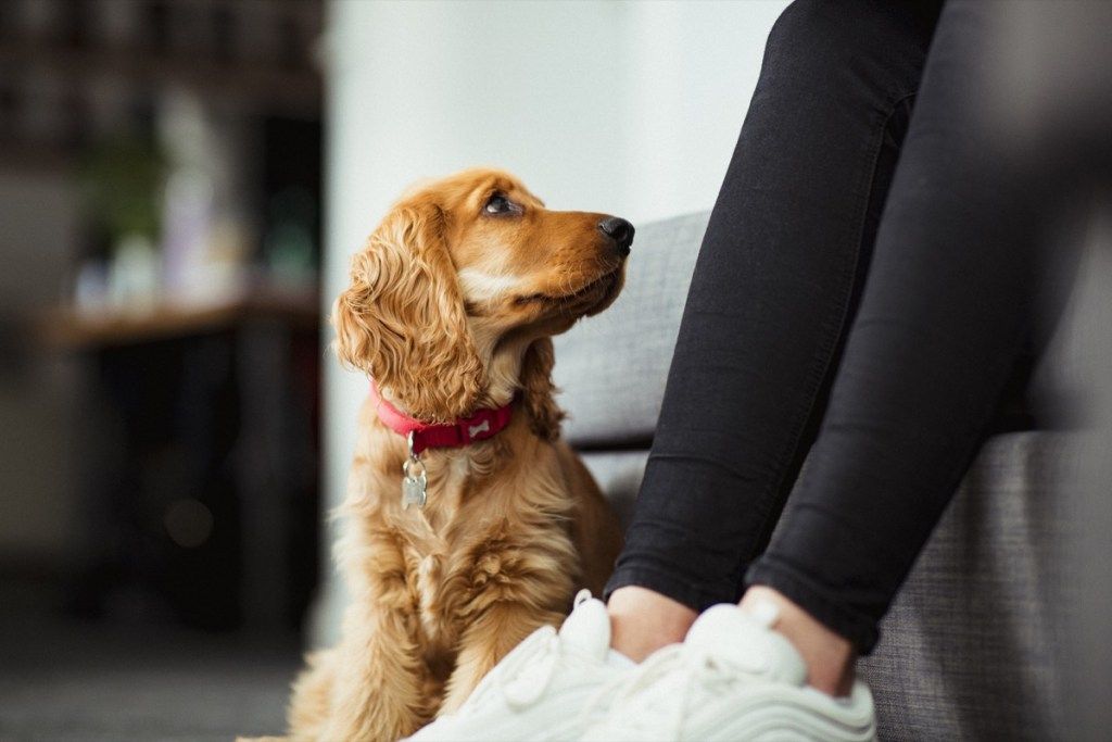 un primo piano di un cucciolo di cocker spaniel seduto sul pavimento in casa, alzando lo sguardo al suo proprietario.