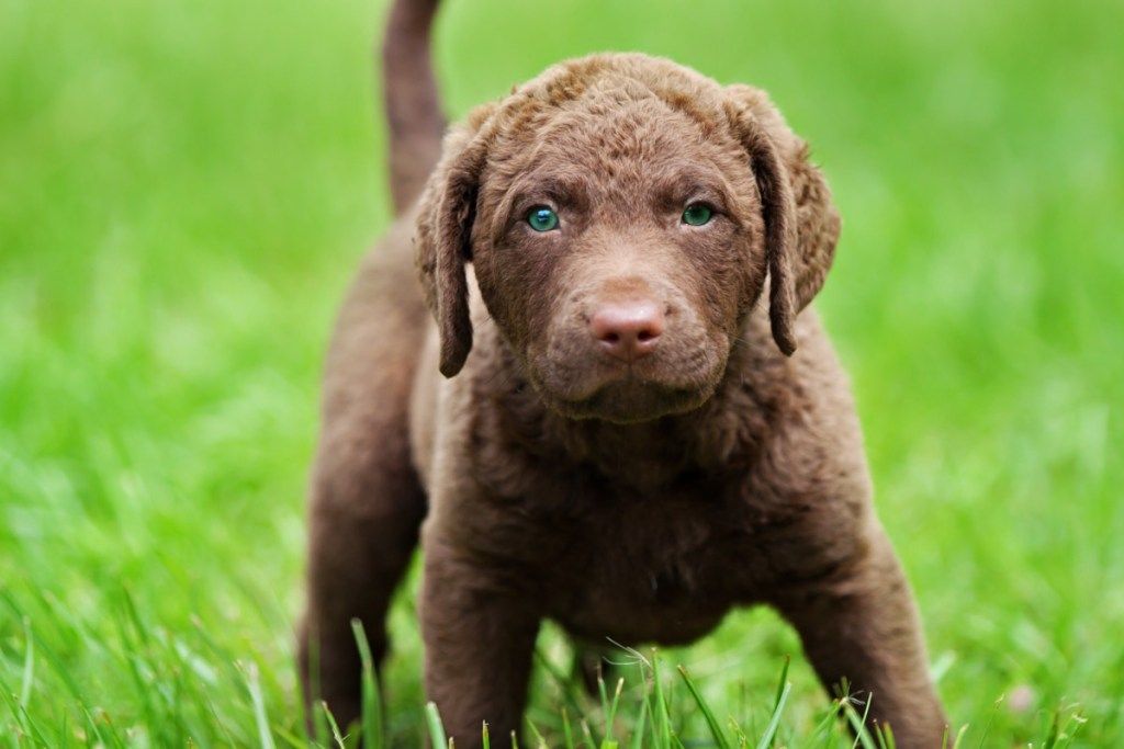 rozkošné šteniatko retrievera Chesapeake Bay Retriever s jasne modrozelenými očami stojace v zelenej tráve.