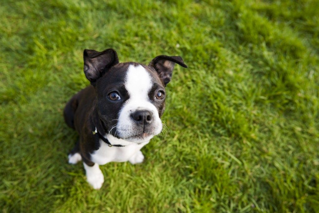 anak anjing boston terrier duduk di rumput.