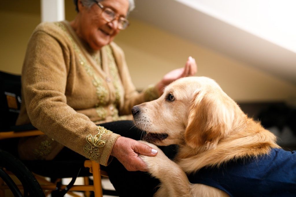 femeie în vârstă cu un câine de serviciu