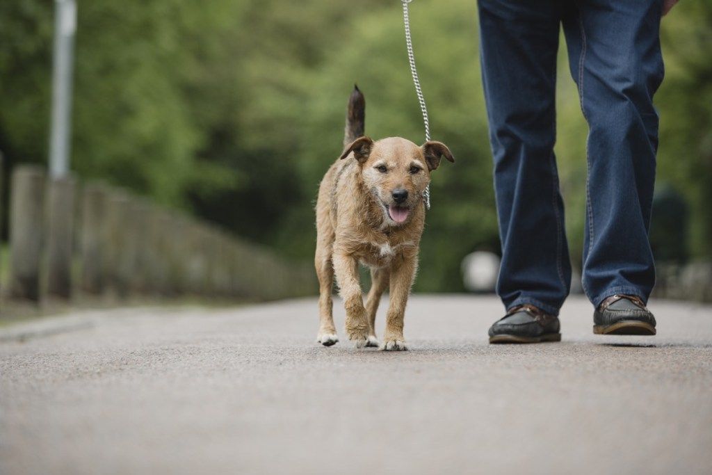 テリア犬は、彼の先輩の所有者によって公共の公園でひもにつないで歩いています。