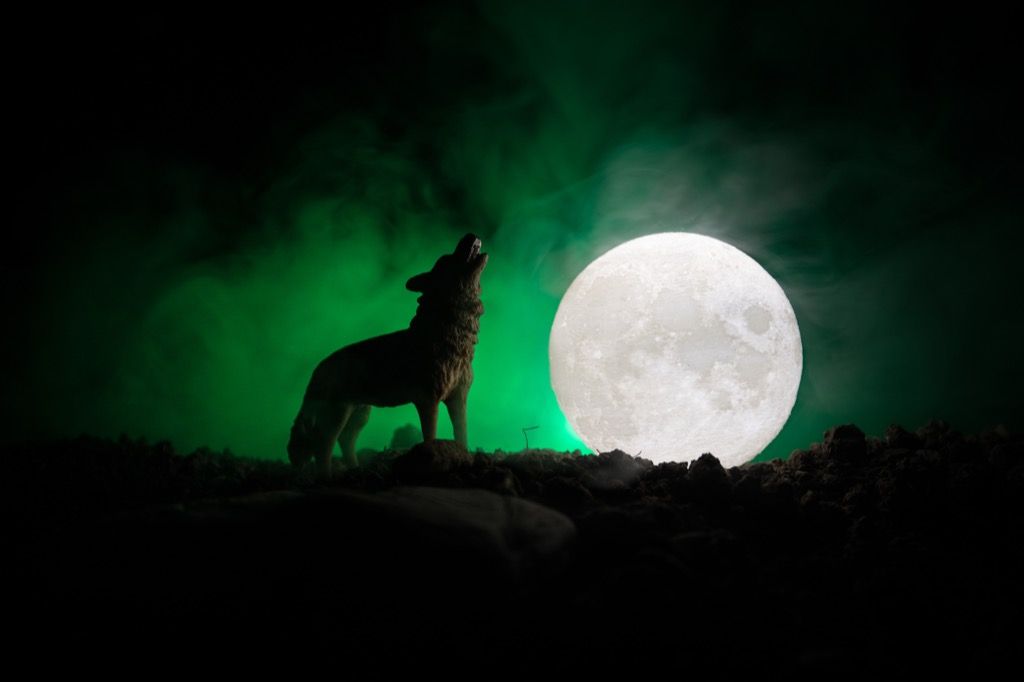Vilkolakis kaukia Mėnulyje
