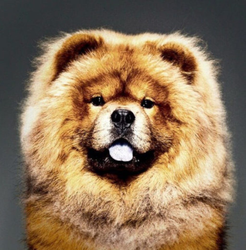 Martha Stewart Dog Genghis Khan Kjendis kjæledyr