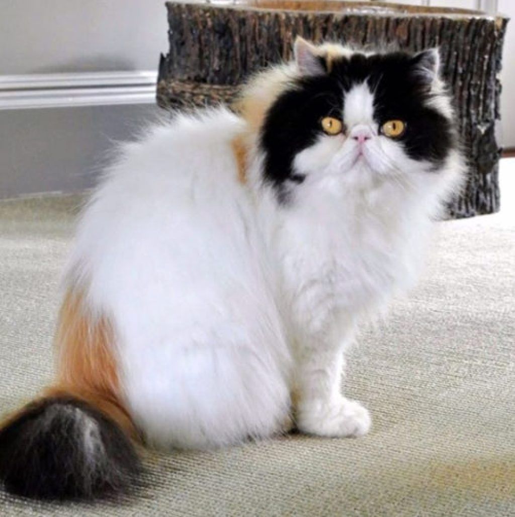 Martha Stewart Cat Empress Tang Slavni kućni ljubimci