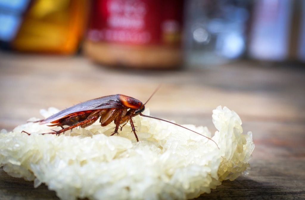 Cucaracha en la comida 30 animales más antiguos del mundo