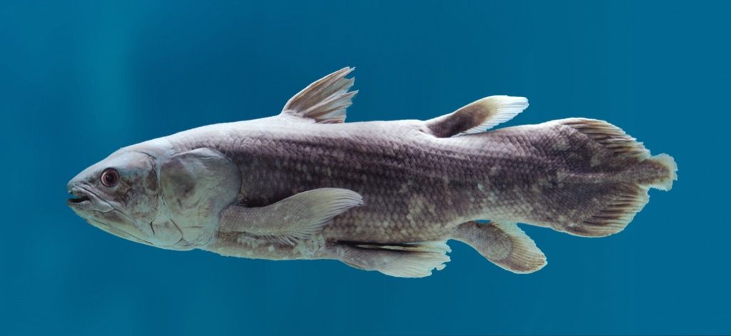 Pez celacanto 30 animales más antiguos del mundo