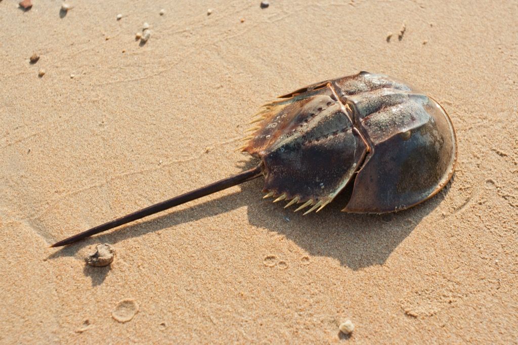 Cangrejo en la playa 30 animales más antiguos del mundo