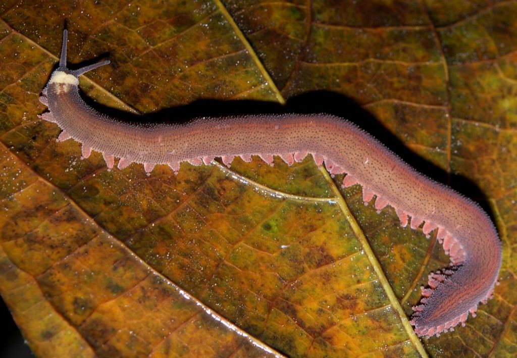 gusano de terciopelo 30 animales más antiguos de la tierra