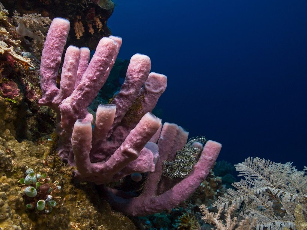 esponja de mar 30 animales más antiguos de la tierra