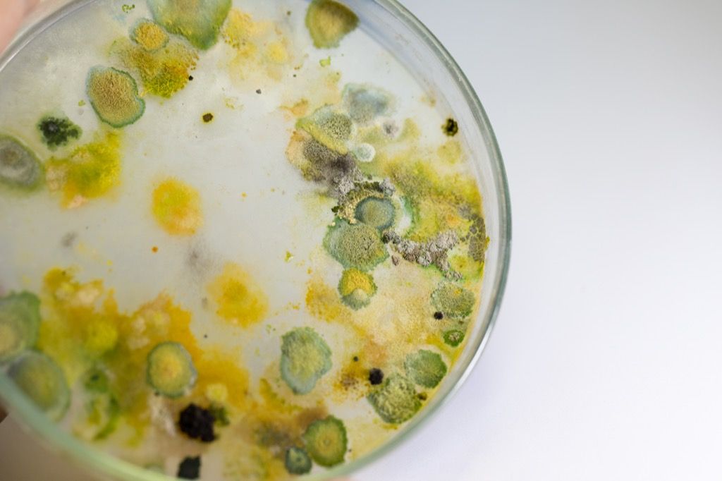 cianobacterias 30 animales más antiguos de la tierra