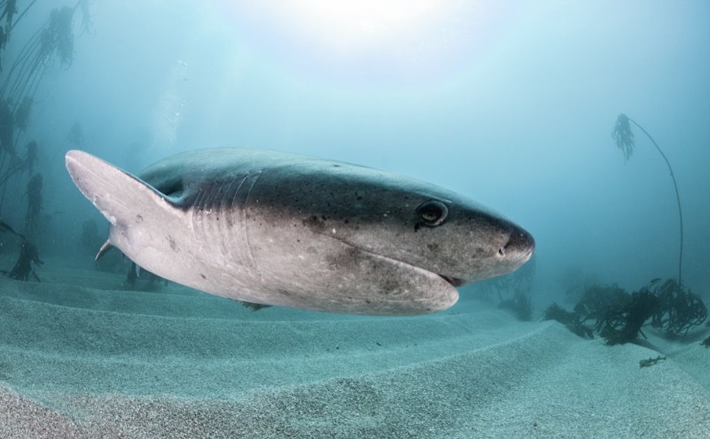 tiburón vaca 30 animales más antiguos de la tierra