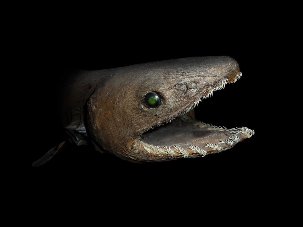 tiburón con volantes 30 animales más antiguos del mundo