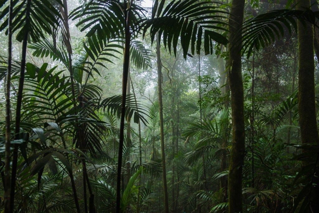 tropsko drveće u zelenoj prašumi, lude činjenice