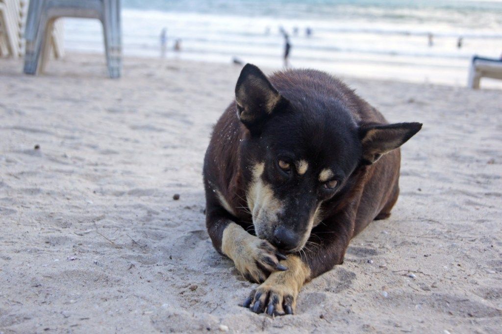 Pas liže šapu na plaži {Zašto psi ližu šape}