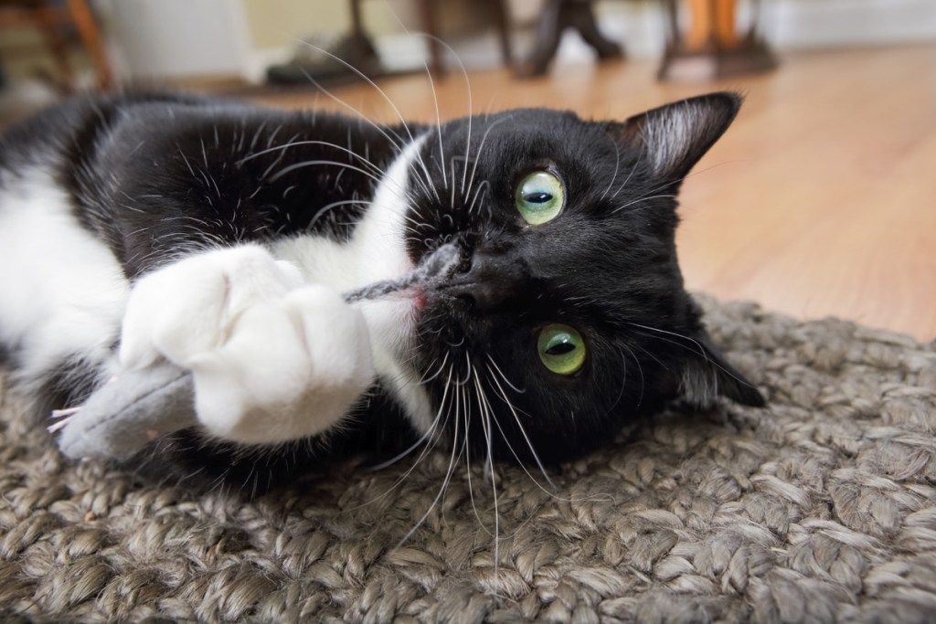 mačka smoking koja se igra mačjom metom - zašto mačke toliko vole mačju metu