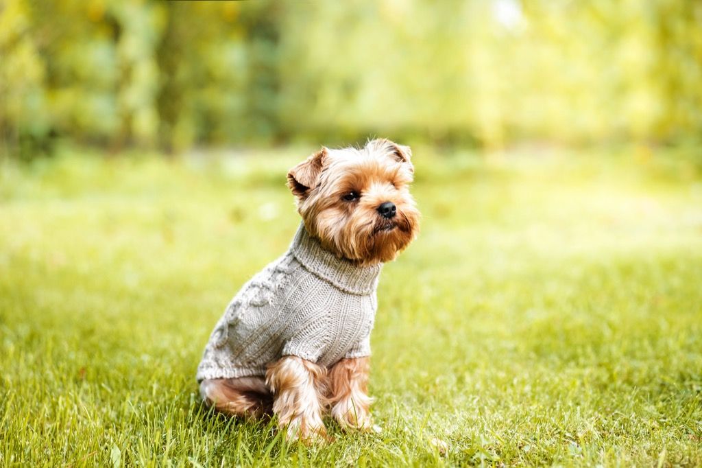 Hund i sweater