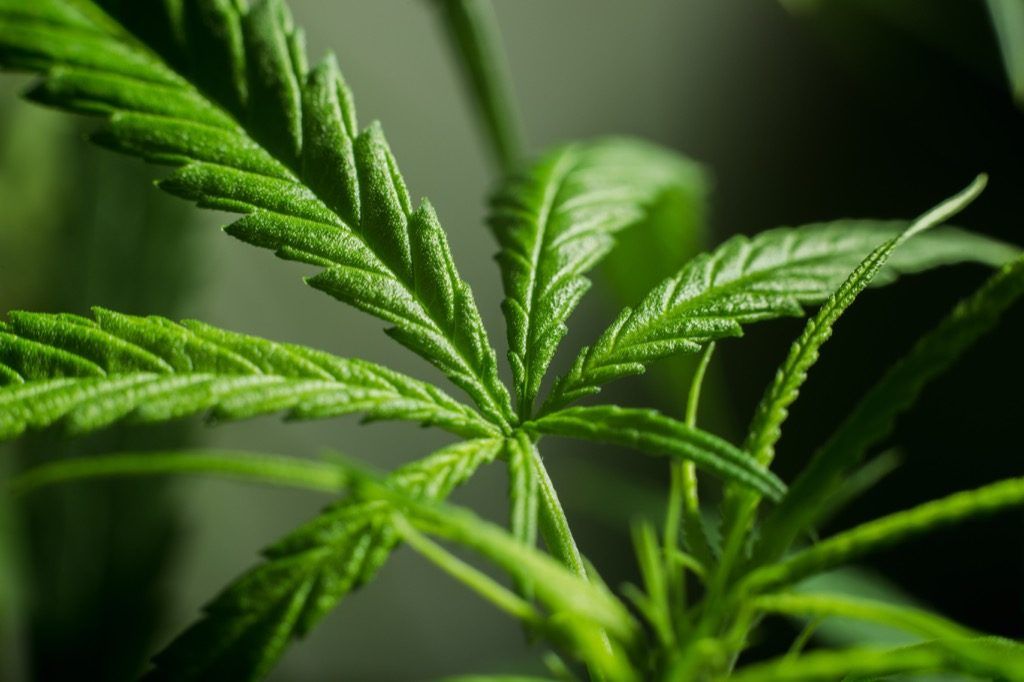 Frunzele de marijuana, despre care știința spune că ar putea stimula dorința sexuală
