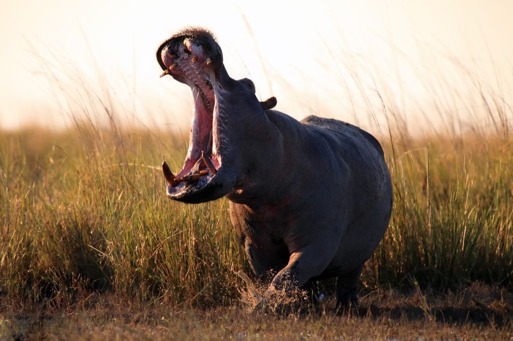 bostezo de hipopótamo - chistes más divertidos
