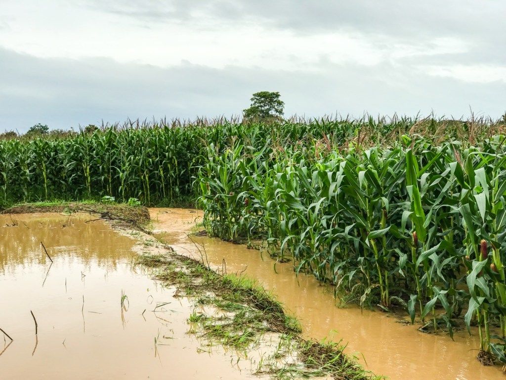 Poplavljena farma s prenapučenošću usjeva koji umiru