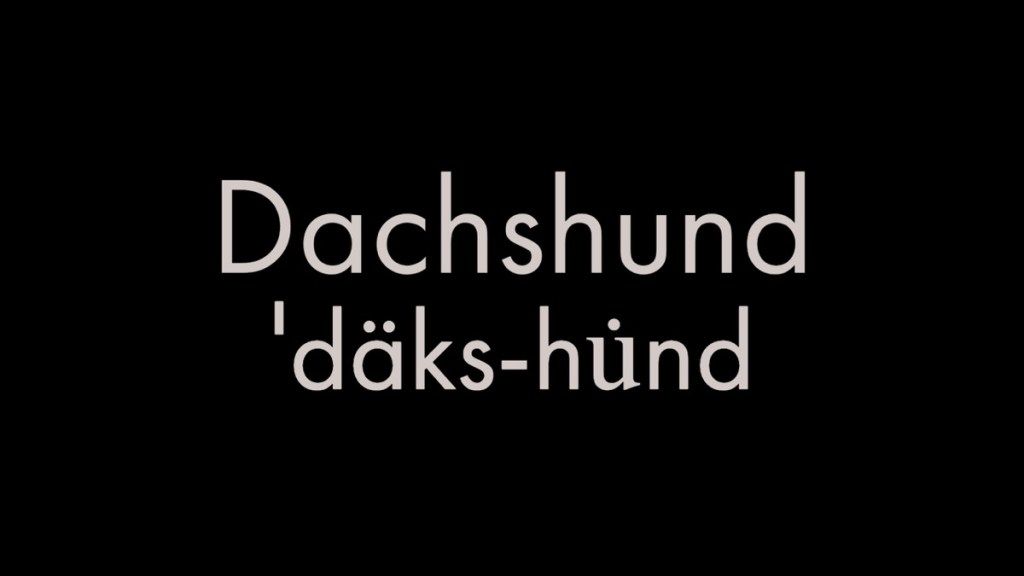 Dachshund का उच्चारण कैसे करें