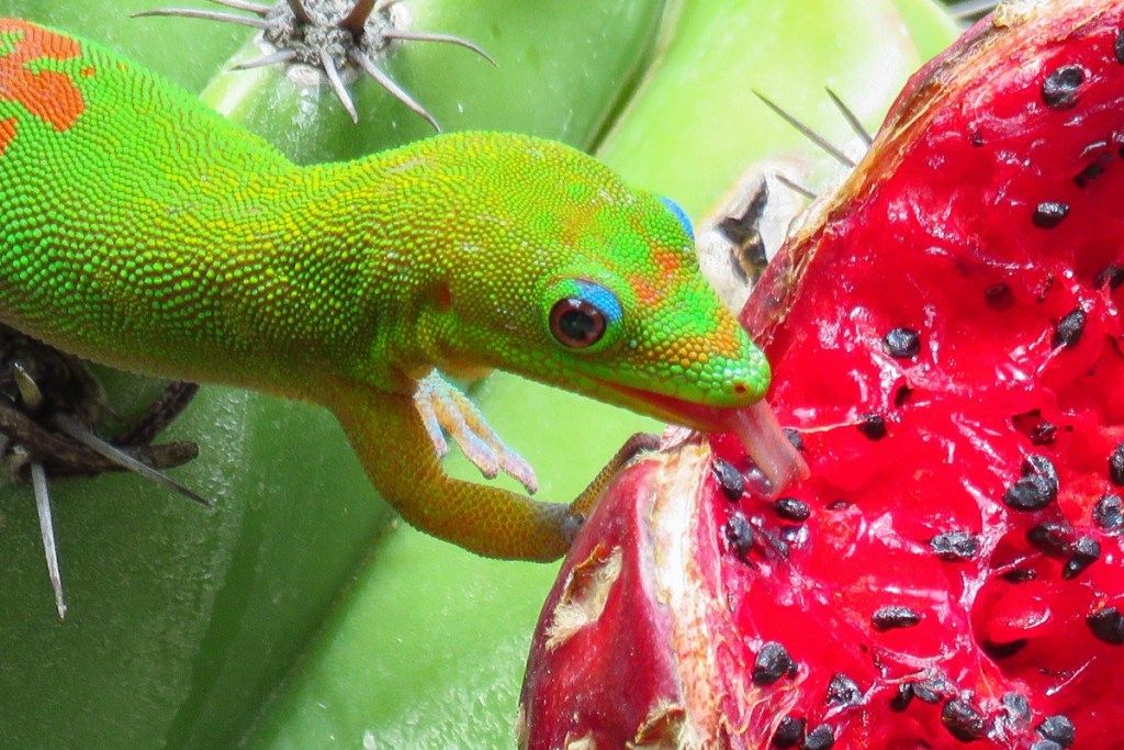 Gold dust day gecko lamiendo el jugoso fruto rojo de un cactus verde en Moir Gardens, Kauai, Hawaii - Imagen