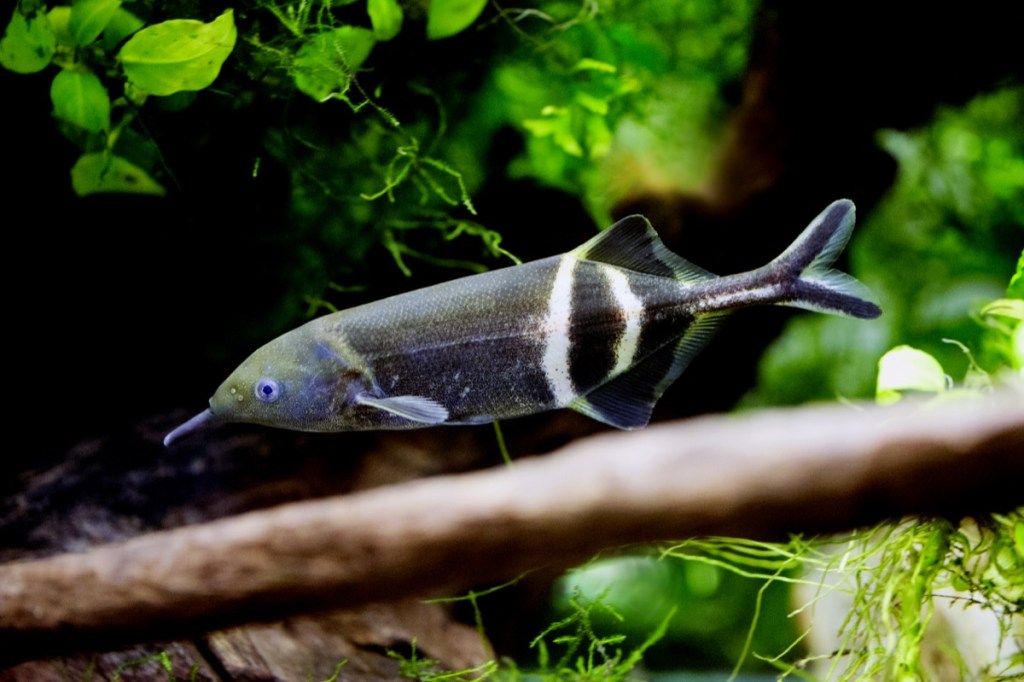 Gnathonemus petersii - Риба с нос на слон - Изображение
