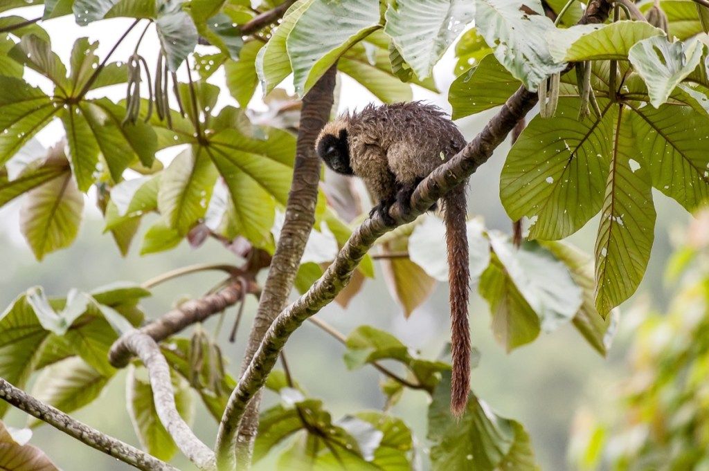 Masked titi unggoy (Callicebus personatus), nakunan ng litrato sa Santa Teresa, Espírito Santo - Brazil. Atlantic jungle Biome. Mabangis na hayop. - Larawan