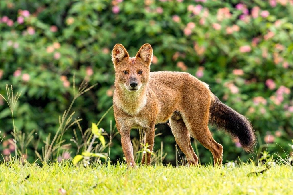 Alpha Male - Image chien sifflant Dhole