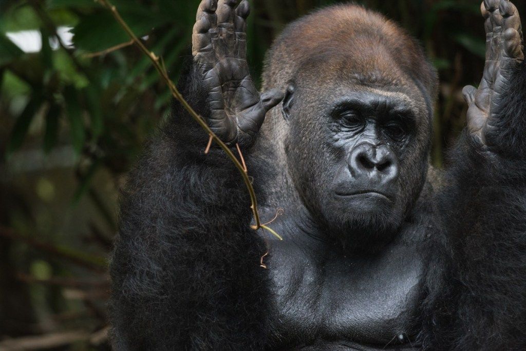 Gorila nížinná Silverback gorila tleská rukama - Obrázek