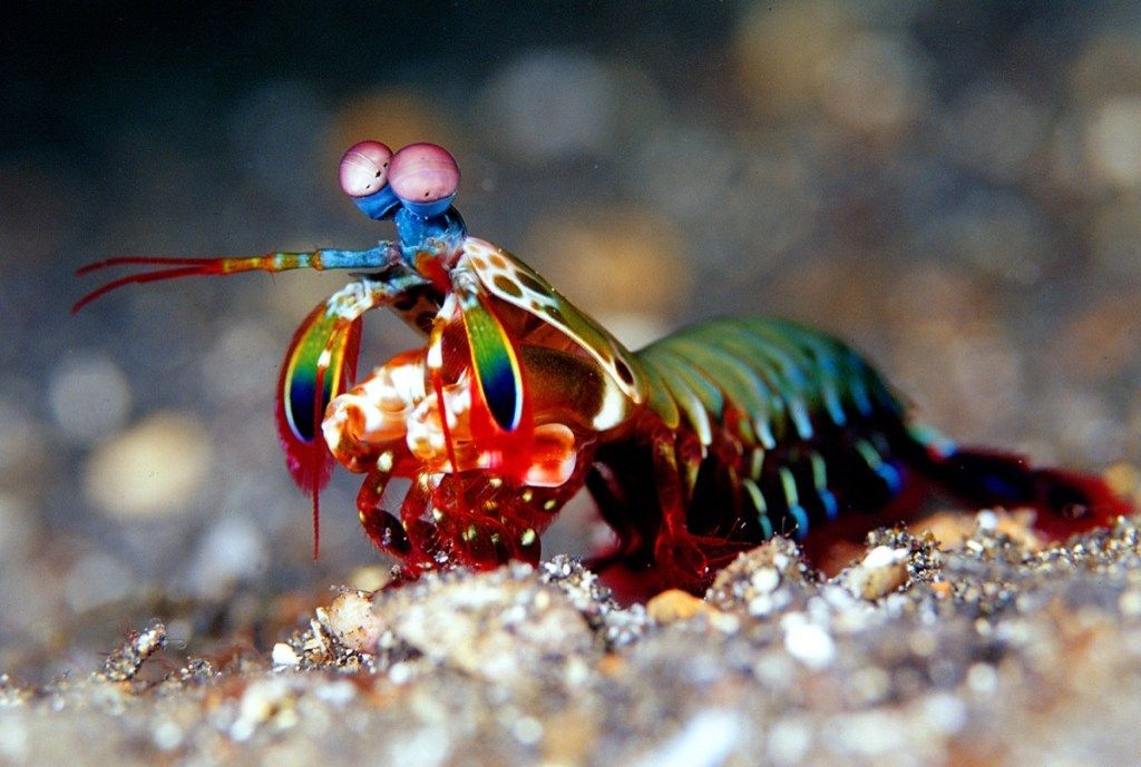 Mantis rejer - Billede