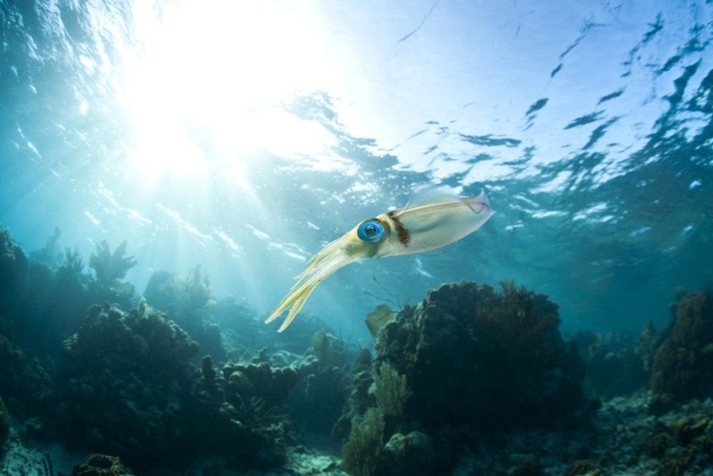 Cumi-Cumi Terumbu Karibia (Sepioteuthis sepioidea), melayang di atas terumbu karang tropis di lepas pulau Roatan, Honduras. - Gambar