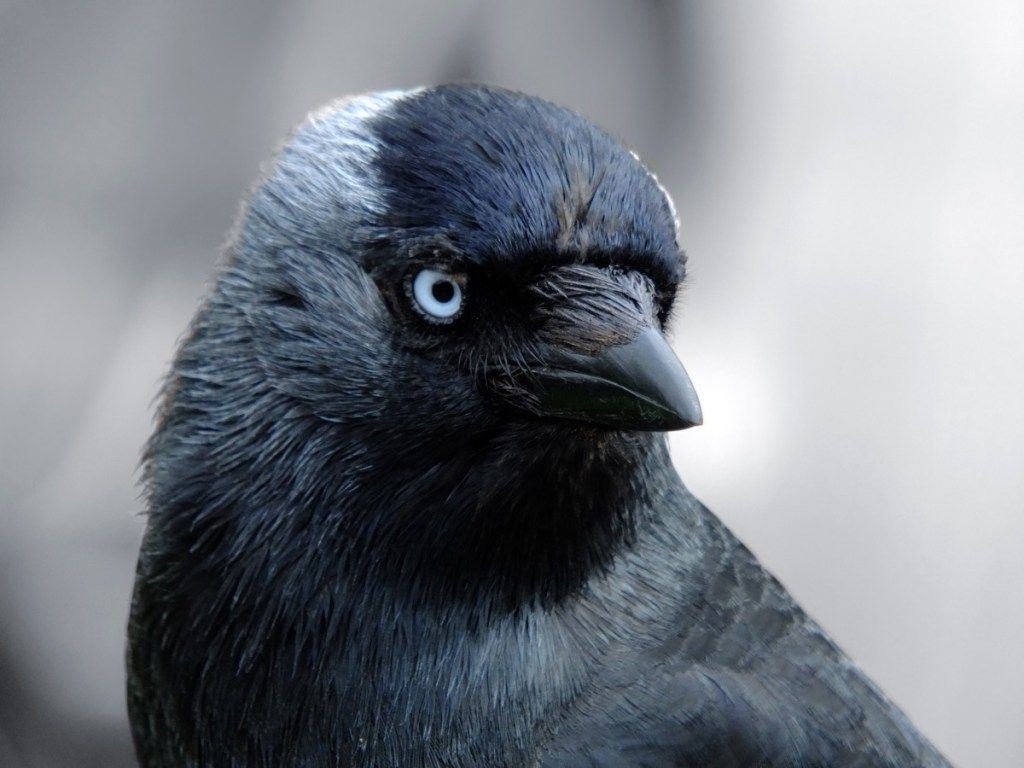 Close up portrait of a choucas avec tête remplissant le cadre en regardant la caméra avec des yeux bleus sur un fond clair - Image